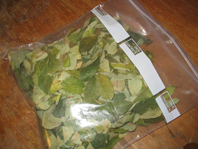 Coca Leaves