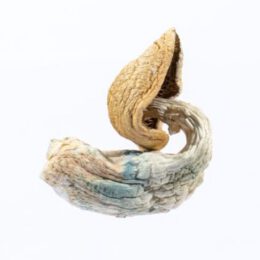 Alternative view of Blue Goba Magic Mushroom For Sale