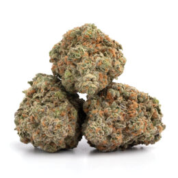 Alternative view of Biscotti