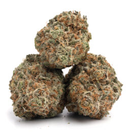 Alternative view of Blueberry